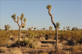 Joshua Tree NP